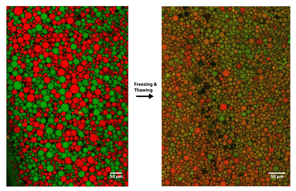 Genetic exchange between protocells