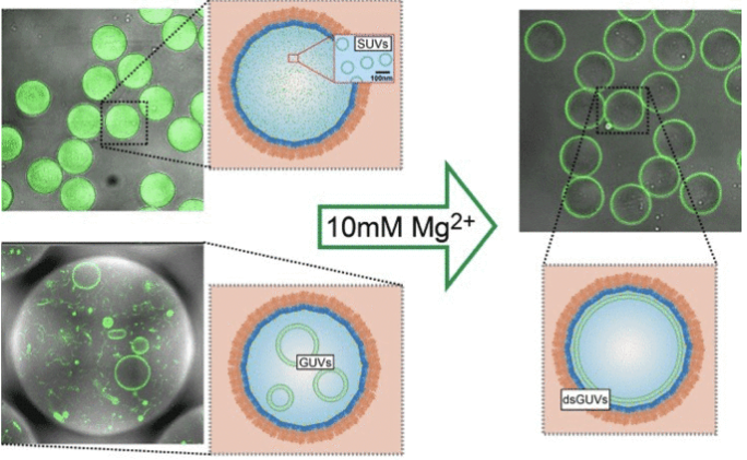 A stable shell for artificial cells